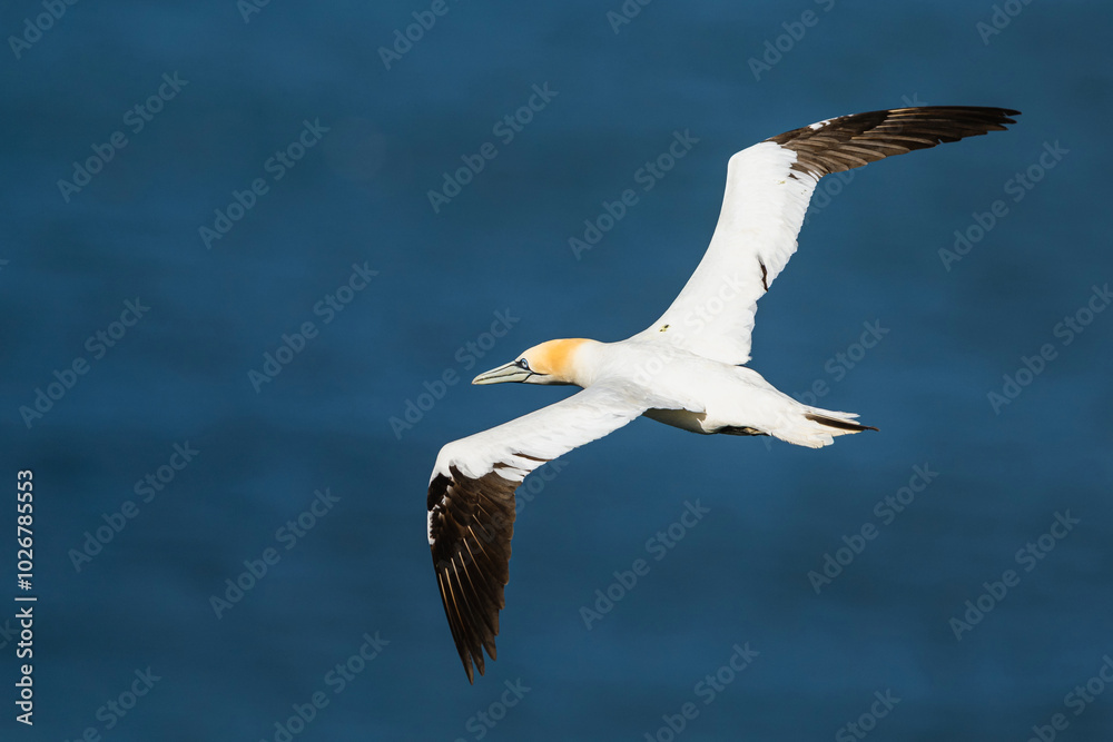 Obraz premium Northern Gannet, Morus bassanus, birds in flight over cliffs, Bempton Cliffs, North Yorkshire, England
