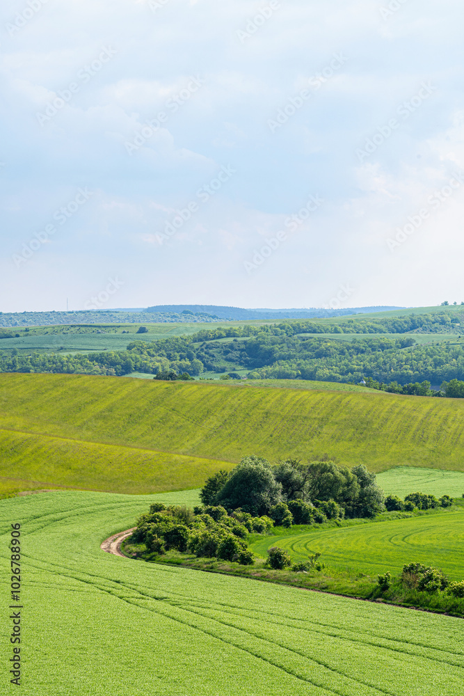 Landscape of young blooming green farm pea field with hills, dirt road, groups of trees in sunlight, wide angle lens