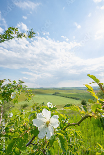 White flower of wild rose close up, background huge green field with slightly cloudy blue sky, sunny landscape, wide angle lens