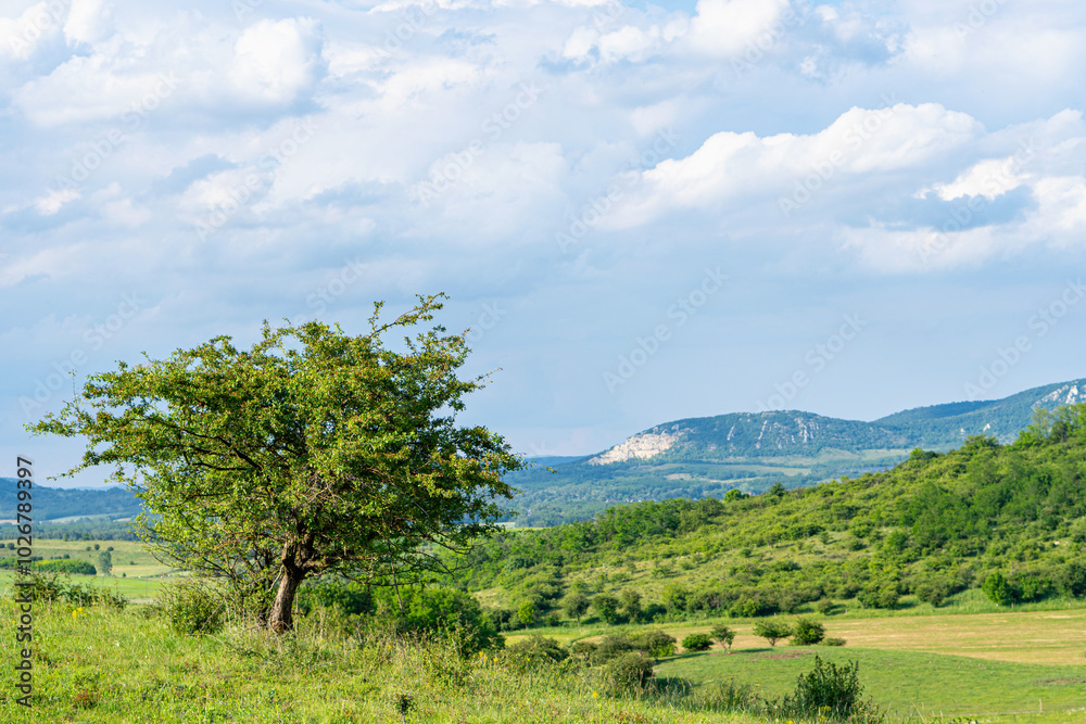 Spring landscape among mountains with green plants, tree and slightly cloudy blue sky, telephoto Spring landscape among mountains with green plants, tree and slightly cloudy blue sky, telephoto