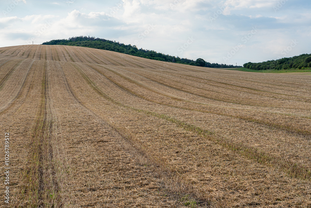 Crop field cut to stubble on hillside with slightly cloudy blue sky, landscape, wide angle lens Crop field cut to stubble on hillside with slightly cloudy blue sky, landscape, wide angle lens