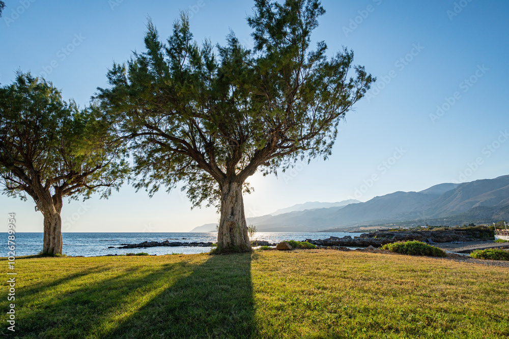 Backlit trees with distinct shadows, green grass in the foreground, sea and clear blue sky in the background, on the beach, Greece, island of Crete, wide angle lens Backlit trees with distinct shadows, green grass in the foreground, sea and clear blue sky in the background, on the beach, Greece, island of Crete, wide angle lens