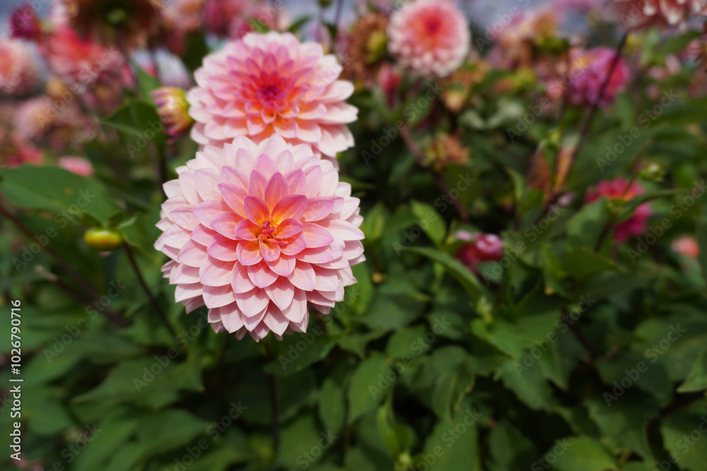 Blushing Dahlia Bloom Blushing Dahlia Bloom