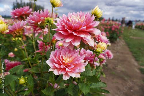 Pink Decorative Dahlias in field