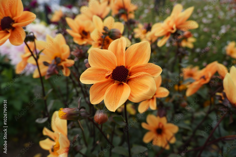 Fototapeta premium Golden Hour Single Bloom Dahlias