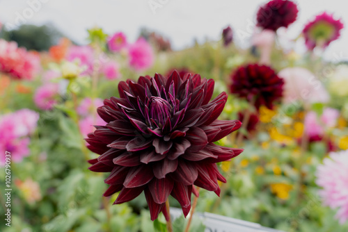 Fototapeta Naklejka Na Ścianę i Meble -  Black red decorative dahlia