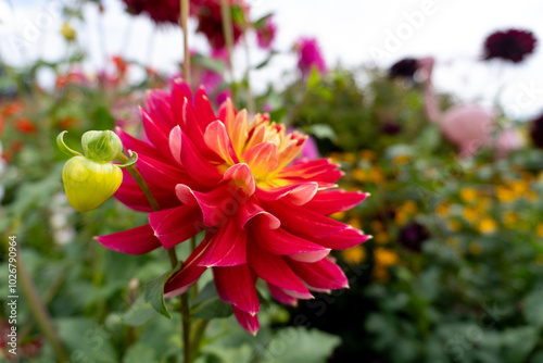 Fototapeta Naklejka Na Ścianę i Meble -  Red and yellow bi-color semi-cactus dahlia