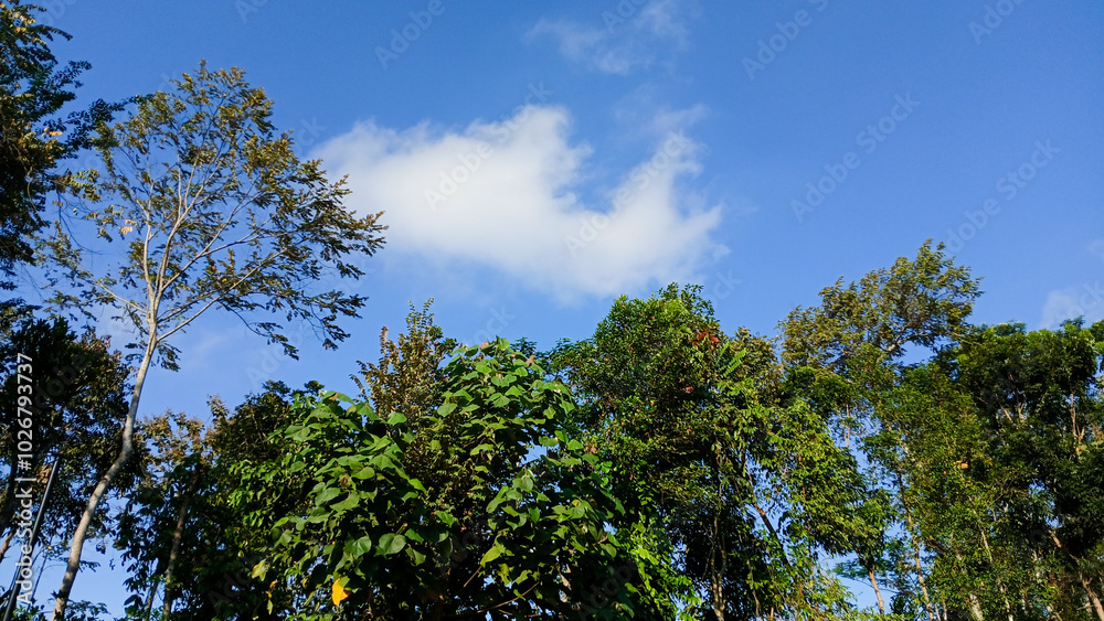 treetops with green leaves against a backdrop of clear midday sky. treetops with green leaves against a backdrop of clear midday sky.