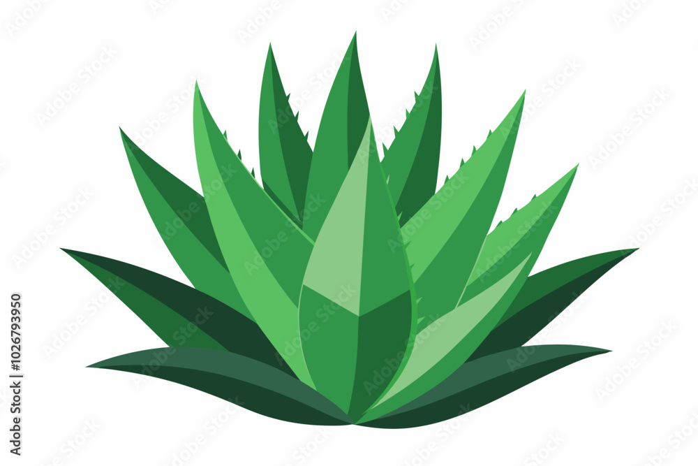Fototapeta premium Aloe vera plant isolated on white background