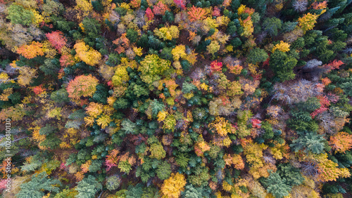 Foto L'été indien avec son festival de couleur dans les forêts du Quebec au Canada