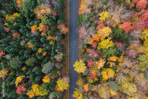 Obraz na plátně L'été indien avec son festival de couleur dans les forêts du Quebec au Canada