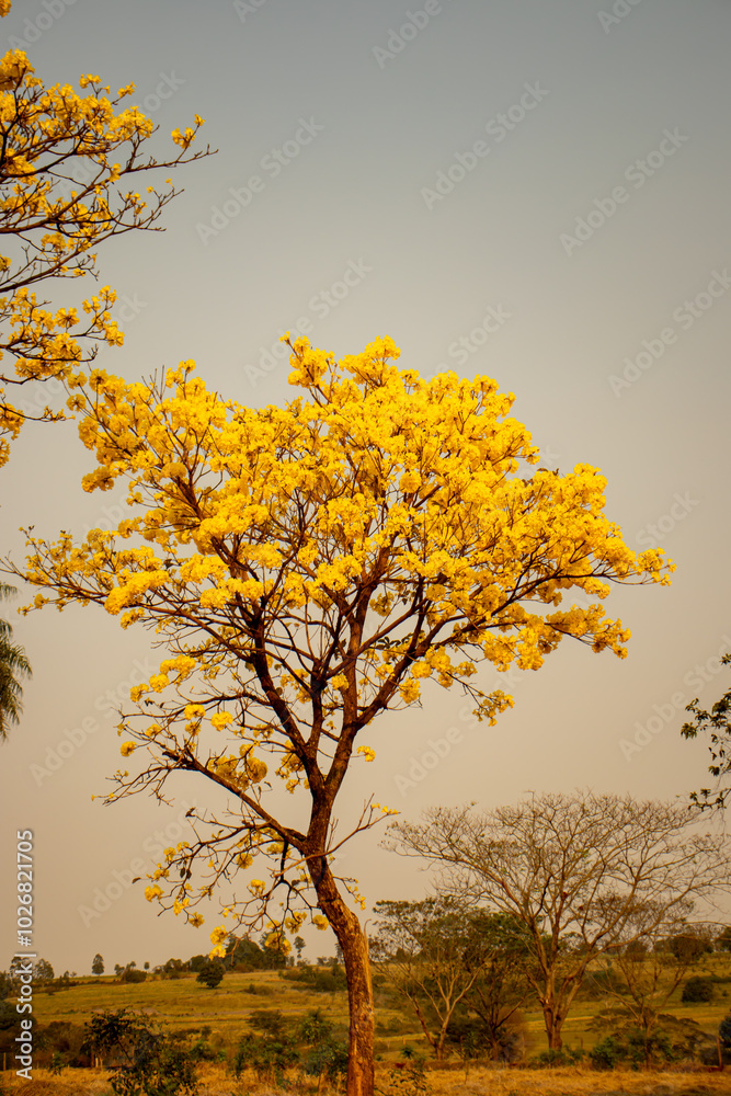 Fototapeta premium Ipê in Bloom