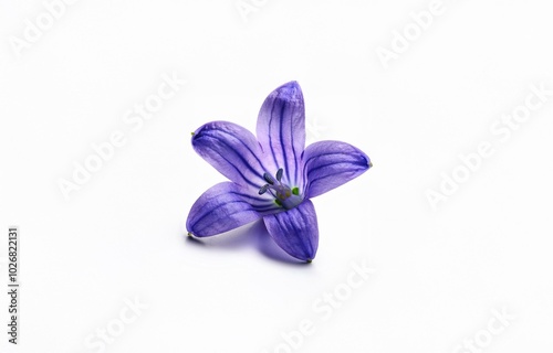 A single, delicate, purple flower rests on a white background.