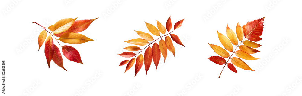 Three isolated autumn leaves with different shades of red and yellow, on a white background. Three isolated autumn leaves with different shades of red and yellow, on a white background.