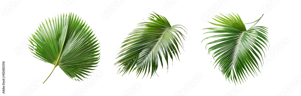 Fototapeta premium Three isolated palm leaves on a white background