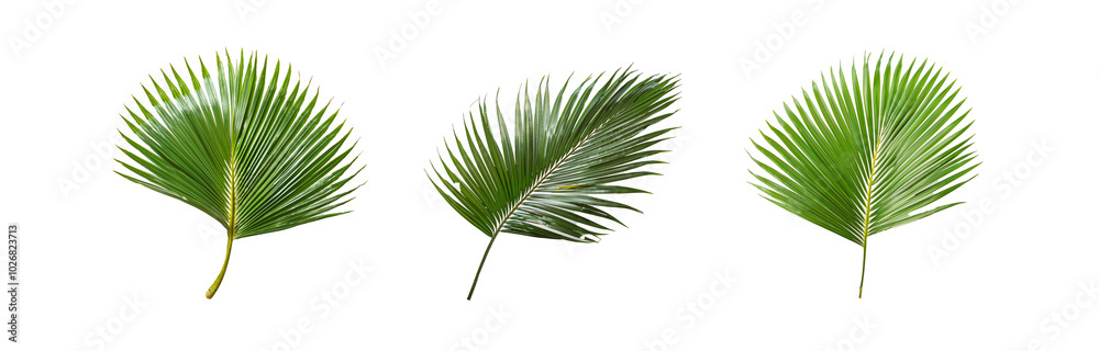 Fototapeta premium Three isolated palm fronds on a white background.