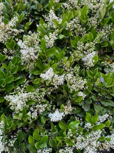 фотографія closeup of white Japanese privet lilac plant with fresh green leaves - botanical
