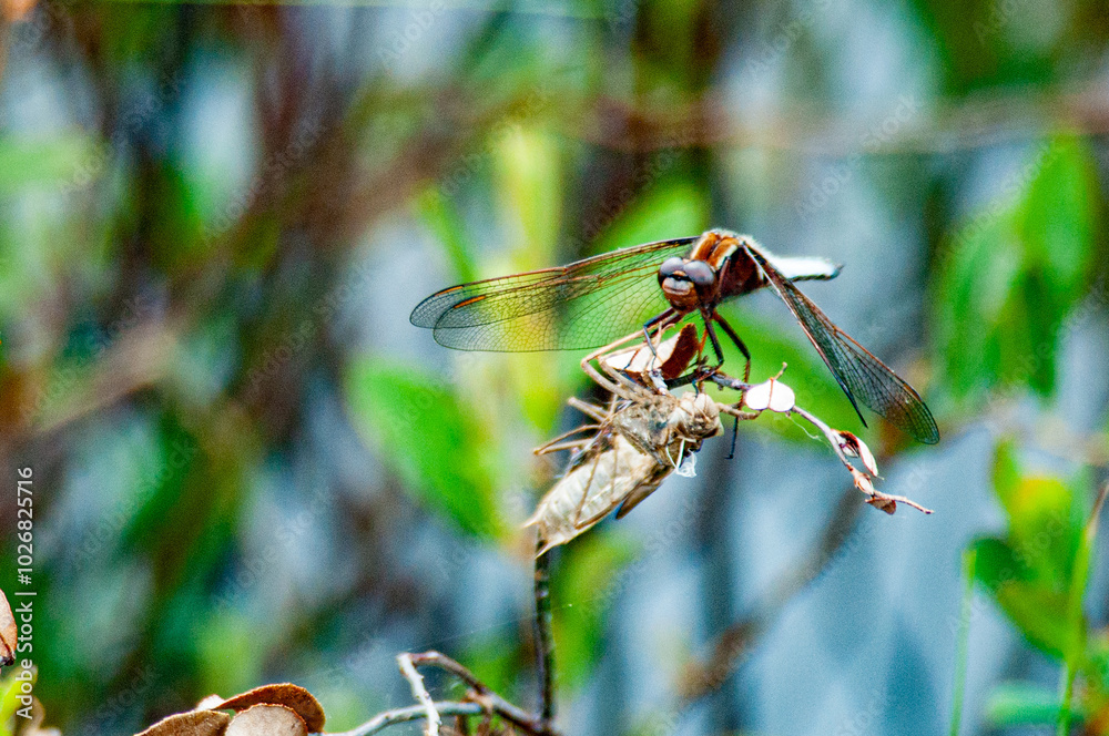 Dragonfly Dragonfly