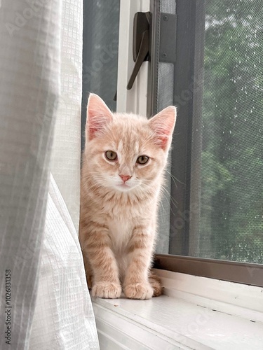 Fotografie Blonde Orange Tabby Kitten Sitting On Windowsill Looking At Camera