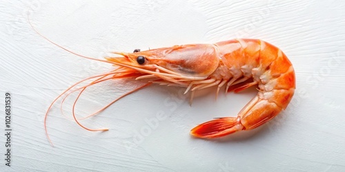 Wallpaper Mural A single, cooked shrimp with a vibrant orange hue, showcasing its delicate texture and intricate details on a white surface. Torontodigital.ca