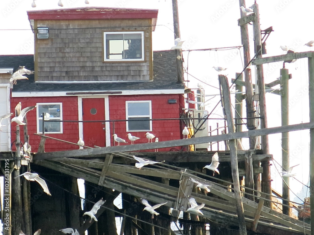 Old Wooden Red Lobster Shack and Seagulls Flying Around Old Wooden Red Lobster Shack and Seagulls Flying Around