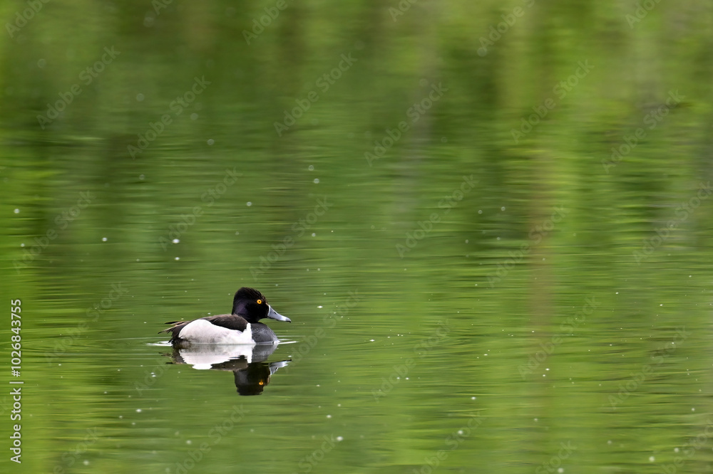 A migratory Ring-necked Duck (Aythya collaris) swims in a remote Alaska lake. A migratory Ring-necked Duck (Aythya collaris) swims in a remote Alaska lake.