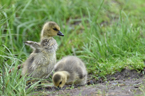 Two Canada Goose (Branta canadensis) goslings play together.