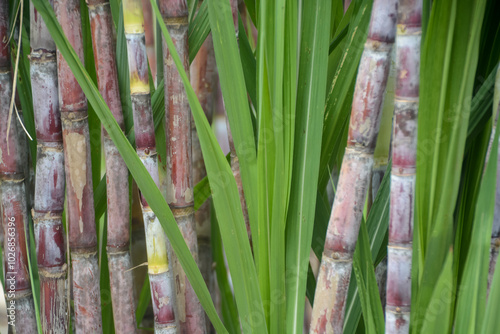 The sugarcane stalks are a vibrant red and green color, with long, narrow leaves extending from the top.