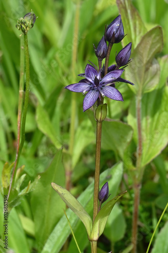 Star Gentian (Swertia perennis) blooming in Alaska's Talkeetna Range.	 photo