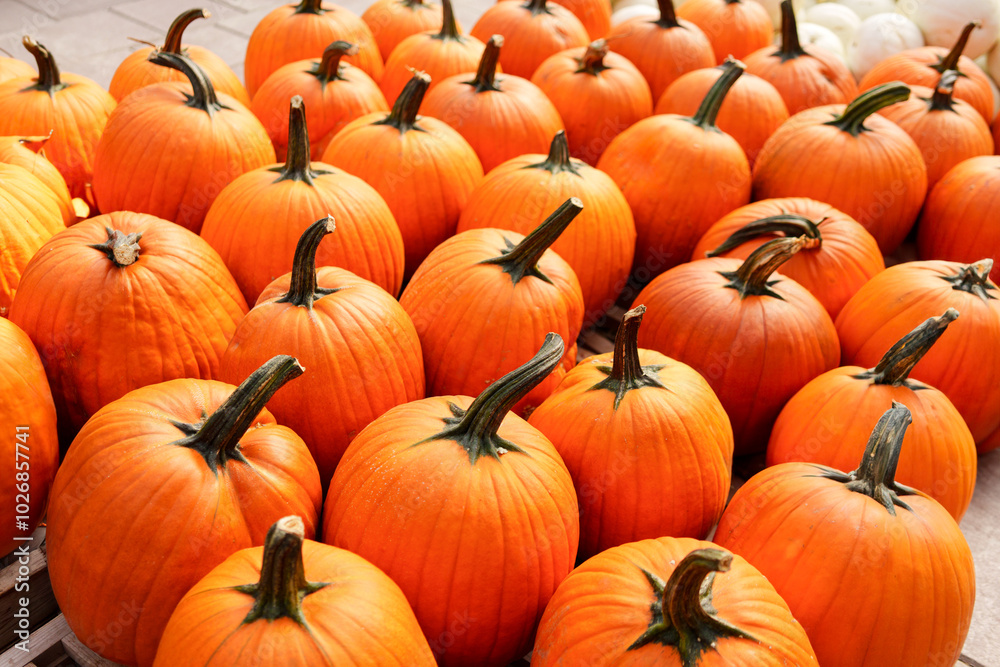 Vibrant display of pumpkins embodies the spirit of Halloween and autumn festivities. The rich, orange hues of the pumpkins contrast with their dark green stems, creating a visually striking image Vibrant display of pumpkins embodies the spirit of Halloween and autumn festivities. The rich, orange hues of the pumpkins contrast with their dark green stems, creating a visually striking image