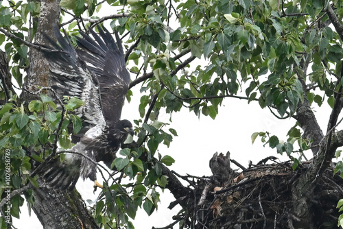 A fledgling Bald Eagle (Haliaeetus leucocephalus) stretches its wings to take its first flight from the nest high in an Alaska cottonwood tree.