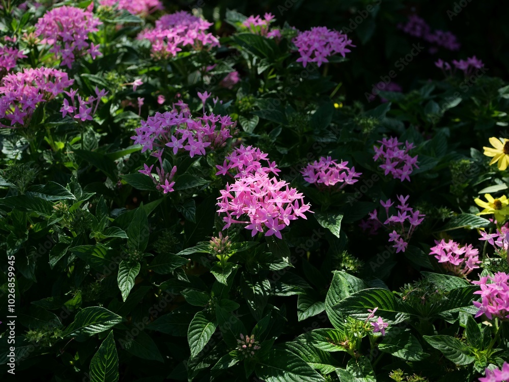 花壇でペンタスの花が咲いている 花壇でペンタスの花が咲いている