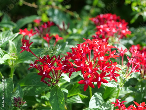 花壇でペンタスの花が咲いている