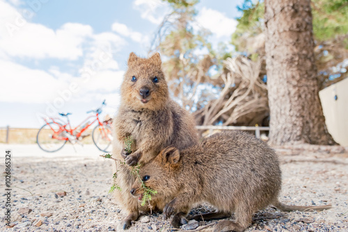 Mum quokka and baby quokka are enjoying beautiful summer day on Rottnest island, Western Australia
