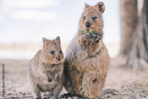 Mum quokka and baby quokka ares enjoying afternoon snacks in Rottnest island, Western Australia