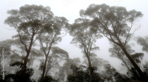 Misty Forest Trees.