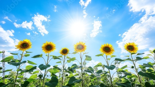 Sunflowers in Blue Sky.