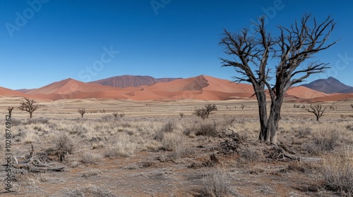 Dead Trees & Red Dunes.