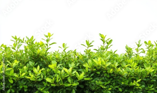 green bushes