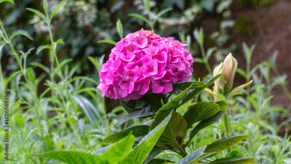 Obraz premium Beautiful pink hydrangea in a garden setting.