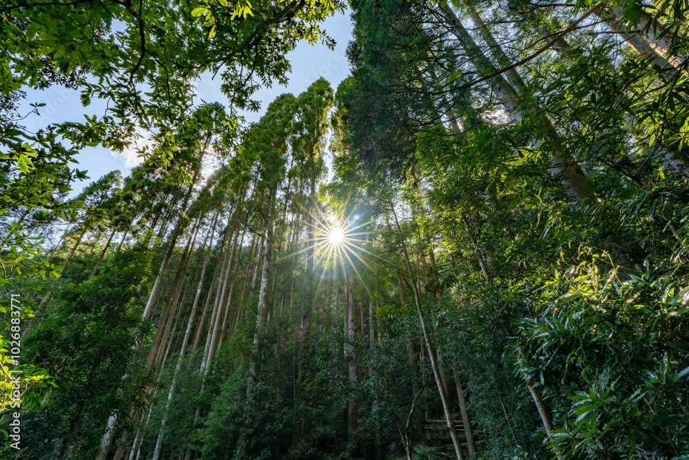 Fototapeta premium 川中自然公園 宮崎県東諸県郡綾町