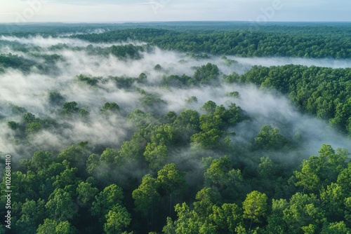 Aerial View of Foggy Forest in Summer