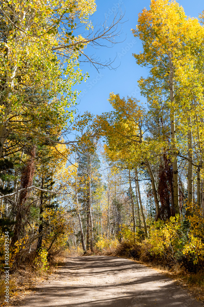 Obraz premium Autumn Road