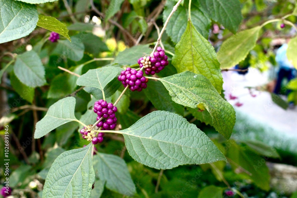 Beauty-berry is a fast growing native perennial shrub Beauty-berry is a fast growing native perennial shrub