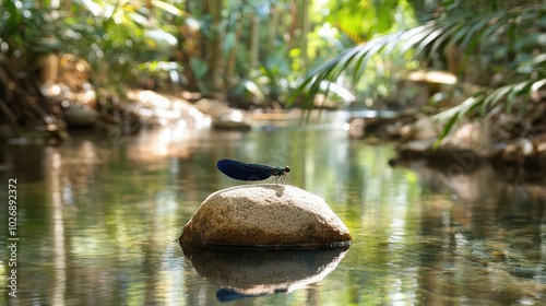 Dragonfly Perched on Rock by Serene Stream