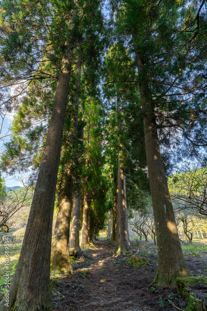 川中自然公園 宮崎県東諸県郡綾町 川中自然公園 宮崎県東諸県郡綾町