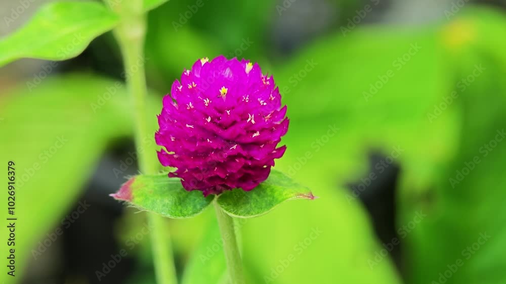 Globe Amaranth Flower in the Garden. Globe Amaranth Flower in the Garden.