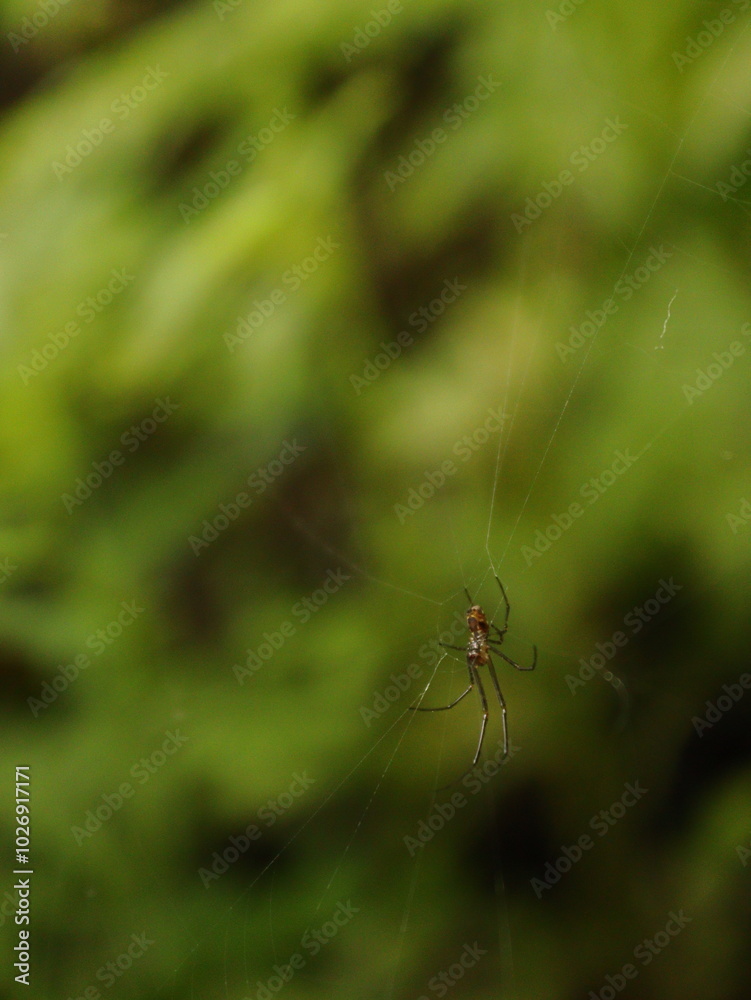 spider on a leaf spider on a leaf