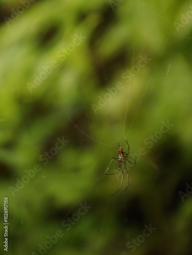 spider on a web