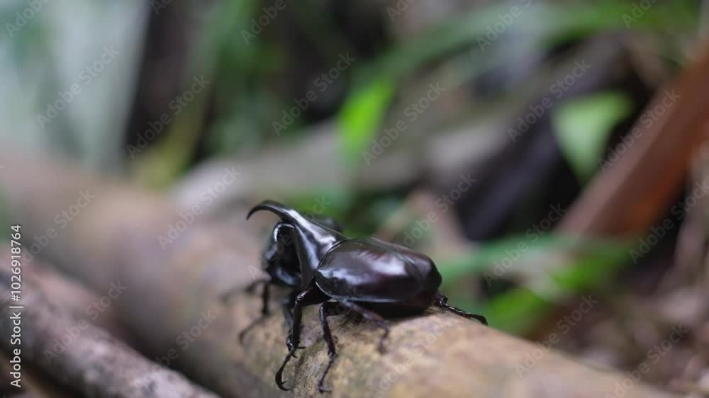 Siamese Rhinoceros Beetle or Fighting Beetle Siamese Rhinoceros Beetle or Fighting Beetle